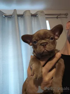 Фото №3. Очаровательные щенки готовы растопить ваше сердце!.  США