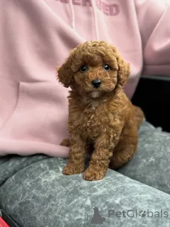 Фото №3. Познакомьтесь с Майло, крошечным комочком радости, который наполняет каждый день.  Нидерланды