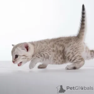 Фото №3. Бесстрашный, игривый и полный обаяния встречайте Кая, нашего дикого маленького. Швеция