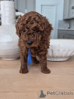 Фото №1. пудель (той) - купить в отбеливать за договорная. Объявление №167157