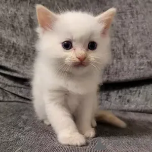 Фото №2 к объявлению №167243 о продаже рэгдолл - купить в Германии частное объявление