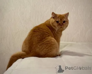 Фото №2 к объявлению №165881 о продаже британская короткошёрстная - купить в Нидерландах заводчик