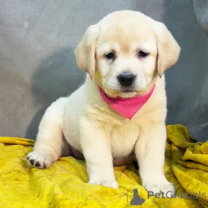 Дополнительные фото: Kahdeksan mustaa, keltaista/punaista labradorinnoutajan pentua laadukkaassa