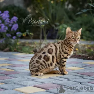 Фото №3. Beautiful Bengali boy. Россия