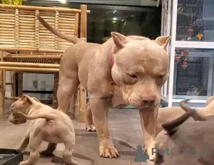 Фото №3. Американские хулиганские щенки для продажи.  Германия