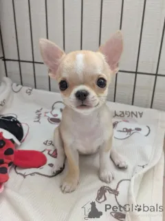 Фото №1. чихуахуа - купить в Хельсинки за 46384₽. Объявление №163639