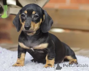 Фото №3. Щенки таксы.  Бельгия