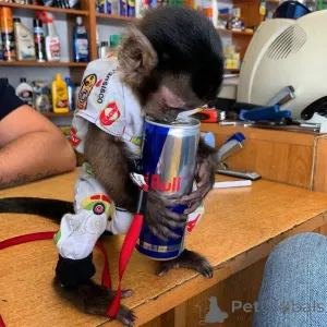 Фото №4. Продам  в Фрайбург  - цена 89868₽