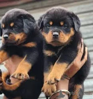 Фото №2 к объявлению №165272 о продаже ротвейлера - купить в Бельгии частное объявление, заводчик