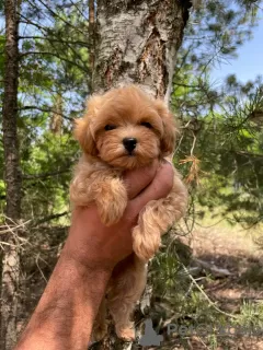 Фото №3. Maltipoo F1.  Германия