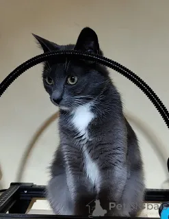 Фото №2 к объявлению №157489 о продаже  - купить в Беларуси частное объявление