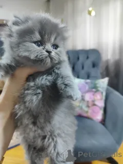 Дополнительные фото: Британская шортар кот