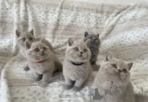 Фото №3. Милые британские короткошерстные котята. Греция