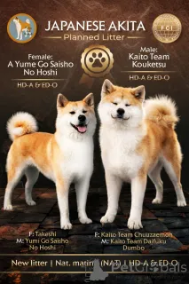 Фото №1. акита-ину - купить в Крусевак за 92767₽. Объявление №69446