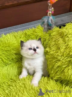 Дополнительные фото: Чистокровные тряпичные котят