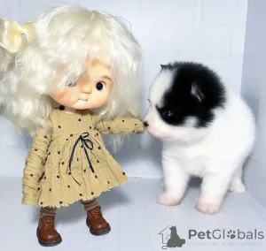 Фото №4. Продажа  в Краснодаре из питомника, заводчик - цена 231918₽