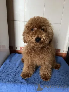 Фото №1. пудель (той) - купить в Киеве за 139151₽. Объявление №156646