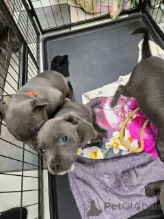 Фото №1. стаффордширский бультерьер - купить в Вена за 92767₽. Объявление №163867