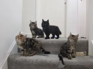 Фото №1. мейн-кун - купить в Антверпен за Бесплатно. Объявление №154168