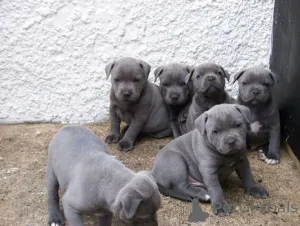 Фото №1. стаффордширский бультерьер - купить в Кампания De Berchtesgaden за договорная. Объявление №162358