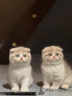 Фото №1. шотландская вислоухая (скоттиш фолд) - купить в Албацете за договорная. Объявление №167299