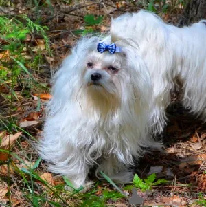 Фото №4. Продажа мальтийскую болонку в Киеве частное объявление - цена 40742₽