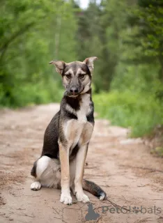 Дополнительные фото: Киви тихий парень с большим сердцем ищет дом.