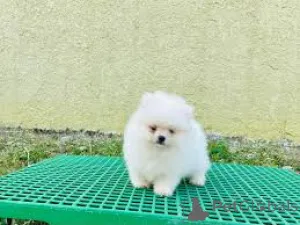 Фото №3. Померанские Хиоты в продаже.  Франция