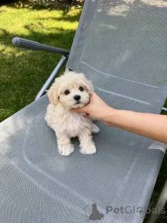 Фото №2 к объявлению №163771 о продаже мальтийскую болонку - купить в Финляндии частное объявление, из приюта