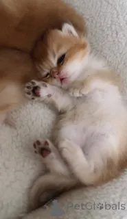 Дополнительные фото: Британские золотые шиншиллы бронирование котят из питомника WCF, родившихся