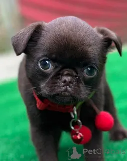 Дополнительные фото: Гриффон Брюссель