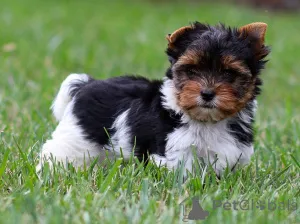 Фото №1.  - купить в Берлине за договорная. Объявление №156757