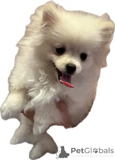 Дополнительные фото: Померанский шпиц девочка