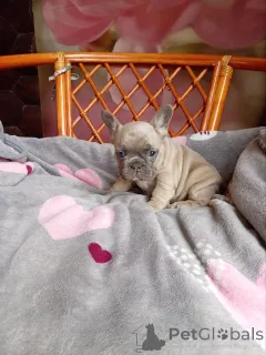 Дополнительные фото: Красивые малыши французский бульдог.