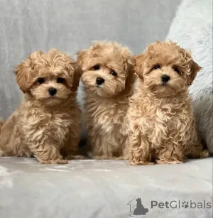 Фото №1. мальтипу - купить в Фисконд за договорная. Объявление №162575