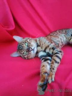 Дополнительные фото: Айгуль Хисматуллина