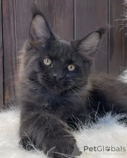 Фото №3. Мейн-кун. Великобритания