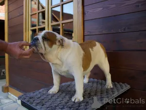 Фото №1. английский бульдог - купить в Ljig за договорная. Объявление №150146