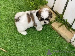 Фото №2 к объявлению №161564 о продаже  - купить в Кувейте 