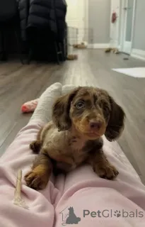 Фото №2 к объявлению №163177 о продаже таксу - купить в Польше заводчик