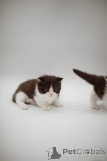 Фото №4. Продам персидскую в Эссинген заводчик - цена 22264₽