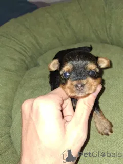 Дополнительные фото: Täysiveriset yorkshirenterrierin pennut