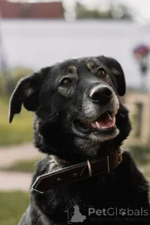 Дополнительные фото: Нежная Алсу в поисках дома!