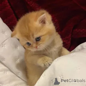 Фото №2 к объявлению №163474 о продаже  - купить в Германии 