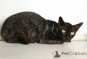 Фото №3. Кошечка Арианна ищет дом!. Россия