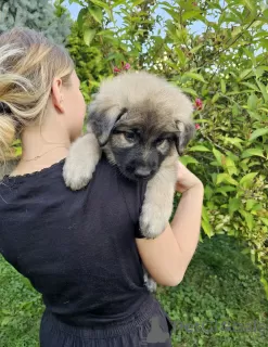 Фото №4. Продажа  в Кракове заводчик - цена 58179₽