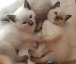 Фото №2 к объявлению №166784 о продаже сиамская - купить в Франции 