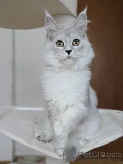 Фото №1. мейн-кун - купить в Арел за договорная. Объявление №156775