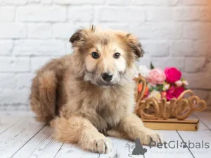 Фото №4. Продажа беспородную в Москве реке частное объявление - цена Бесплатно