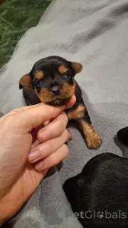 Дополнительные фото: Миниатюрные Йорки.